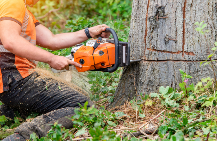 Why BW Tree Removal Is the Best Call You’ll Make for Your Property
