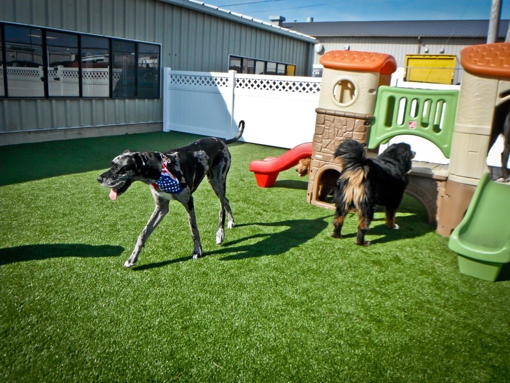 Dog Daycare