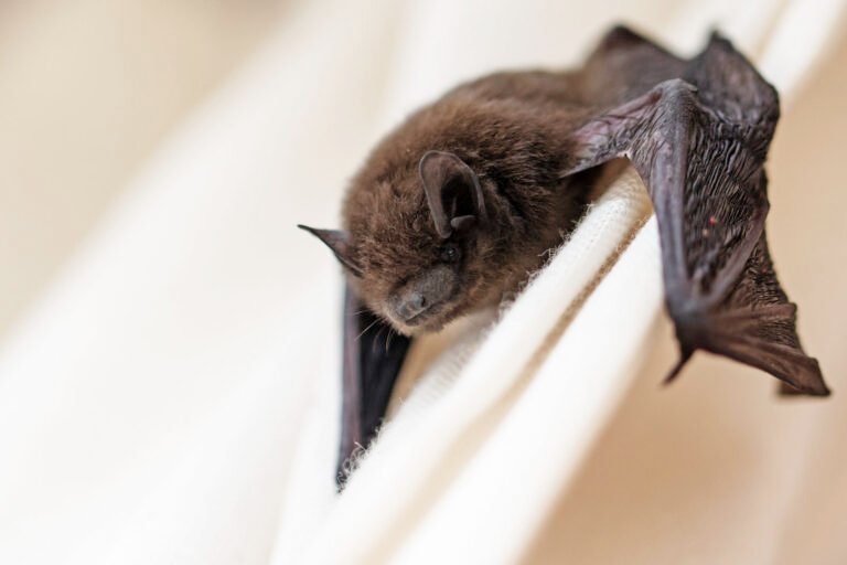 Why Palm Beach Wildlife Services Is the Bat Removal Team to Call