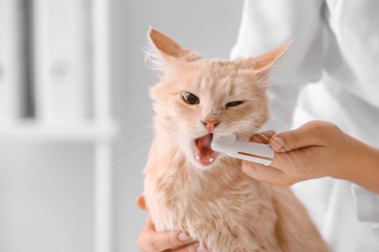 cat dental health